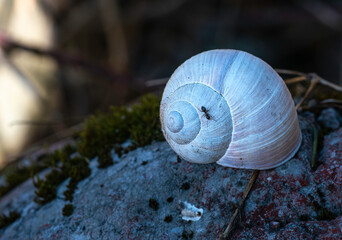 snail