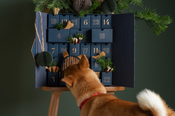 Shiba inu dog inspects an advent calendar with handmade treats and eco toys for dog. DIY concept
