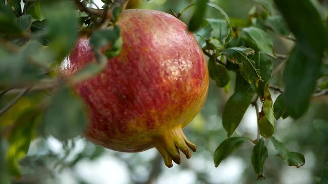 pomegranate on tree macro short background video