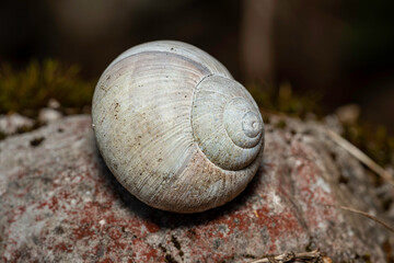 abandoned conch of a snail