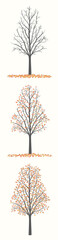 Drawing of an autumn tree in three versions