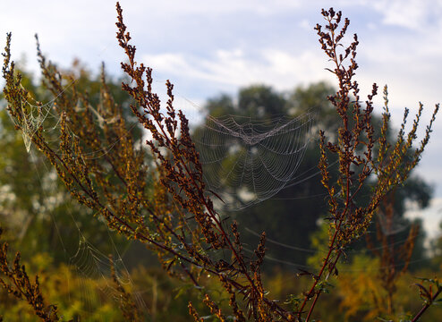 Picture of a spider's web which looks like being weaved by plants.