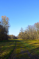 spacious clearing in the forest