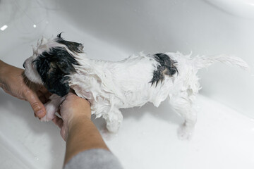 First bath of a puppy with hot water and dog soap