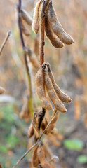 Soybeans ripen on the farmer's field