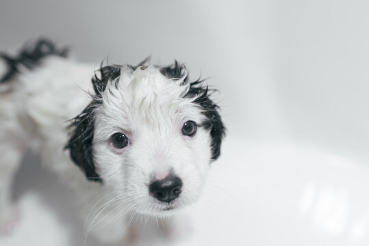 Puppy First Bath