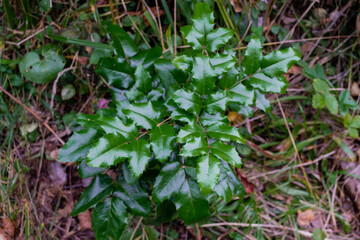The plant mahonia Holm with bright green and red shiny leaves and dark blue berries growing in the woods