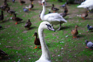 swan portrait at public city park duck on background