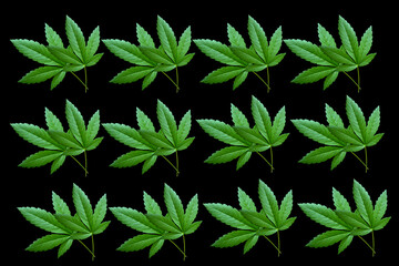 Naklejka na ściany i meble Green​ marijuana leaves​ on​ Black​ background.