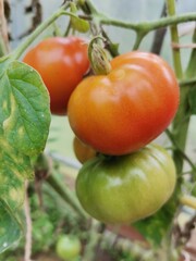 tomatoes in the garden