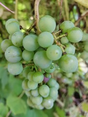 grapes on vine