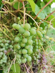 bunch of grapes