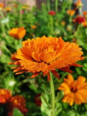 orange flower in the garden