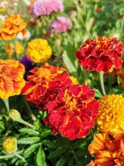 Obraz premium red and yellow flowers