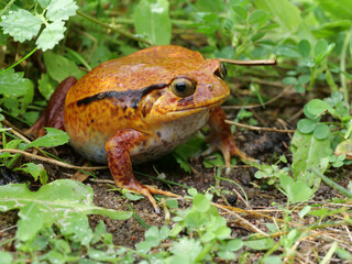 Ein oranger Tomatenfrosch, Dyscophus antongilii, sitzt zwischen grünen Pflanzen