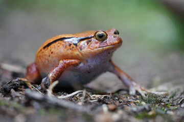 Ein oranger Tomatenfrosch, Dyscophus antongilii, geht auf dem Boden