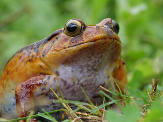 Ein oranger Tomatenfrosch, Dyscophus antongilii, Portrait von Maul und Augen
