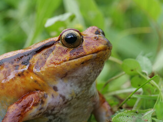 Ein oranger Tomatenfrosch, Dyscophus antongilii, Nahaufnahme vom Kopf seitlich