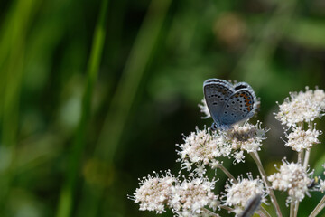 Idas Blue or Northern Blue (Plebejus idas)