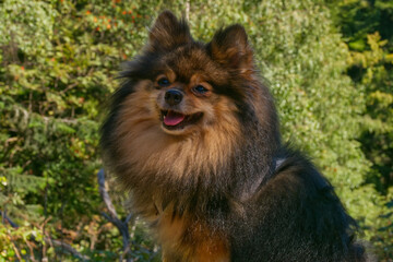 Pedigree miniature spitz posing to the portrait on the green background.