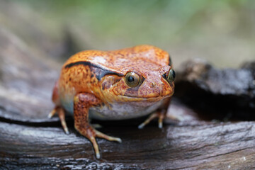 Ein oranger Tomatenfrosch, Dyscophus antongilii, sitzt auf einem Ast