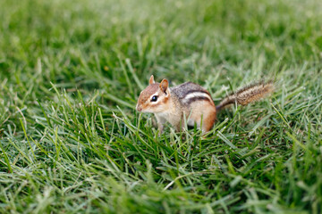 Cute small striped brown chipmunk sitting in green grass. Yellow ground squirrel chipmunk Tamias striatus in natural habitat. Wild rodent animal in nature outdoors.