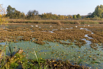 Autumn landscape lake and forest. Swans on a forest pond in autumn.