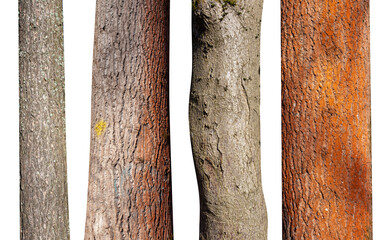 set of natural tree trunks isolated on white background