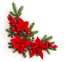 Christmas decoration. Flowers of red poinsettia, branch christmas tree, red berries on white background with space for text. Top view, flat lay