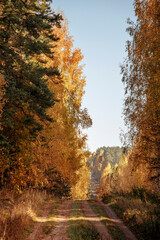 dirt road going into the distance along a forest clearing on an autumn sunny day