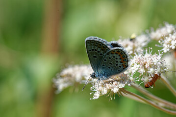 Idas Blue or Northern Blue (Plebejus idas)