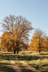 dirt road in an oak grove on an autumn sunny day