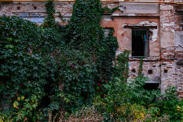 Old overgrown red brick wall ruins in autumn