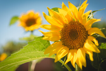 Girasoles 