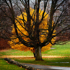 Bright Yellow tree stands behind a tree that has lost all it's leaves this November in the small town of Windsor in Upstate NY.