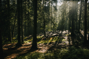 Fairy fantazy forest in sunlight