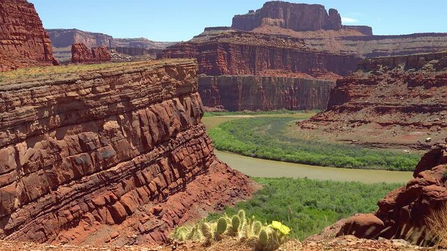 Flowering cactus plants, Yellow flowers of Opuntia sp. (polyacantha) in Canyonlands National Park, Utha