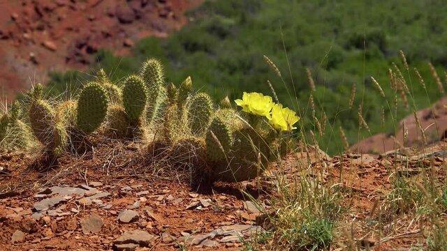 Flowering cactus plants, Yellow flowers of Opuntia sp. (polyacantha) in Canyonlands National Park, Utha