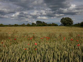 Rural landscape with poppies on wheat field under blue sky with dark clouds, Pomeranian Province, Poland