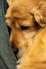 Cocker Spaniel relaxing in dog bed