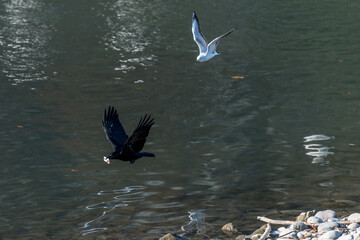 crow and seagulls in flight competition race