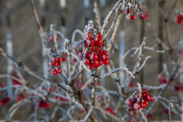 red berries covered with snow