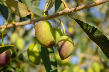 Obraz premium Kalamata olives on a tree branch in a summer orchard