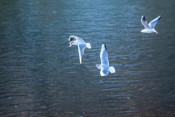 seagulls on the water