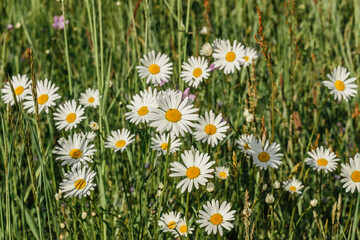 Detail of daisy flowers. Spring flower close up.Wonderful fabulous daisies on a meadow in spring. Spring blurred background.Blooming white daisy selective focus.Romantic bright wallpaper.