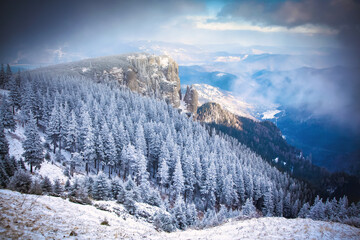 Fototapeta na wymiar snow covered pine trees amazing winter background