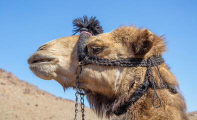 Headshot of a dromedary camel at  the Mount Sinai in Egypt. The head of a Camel , close up.