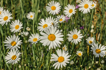 Fototapeta premium Detail of daisy flowers. Spring flower close up.Wonderful fabulous daisies on a meadow in spring. Spring blurred background.Blooming white daisy selective focus.Romantic bright wallpaper.