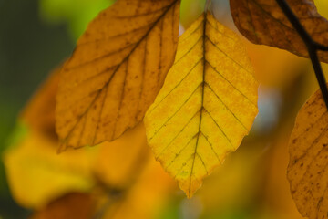 Obraz premium blurred colorful autumn leafs yellow and brown