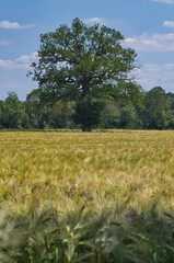Arbre perdu dans un champ de blé